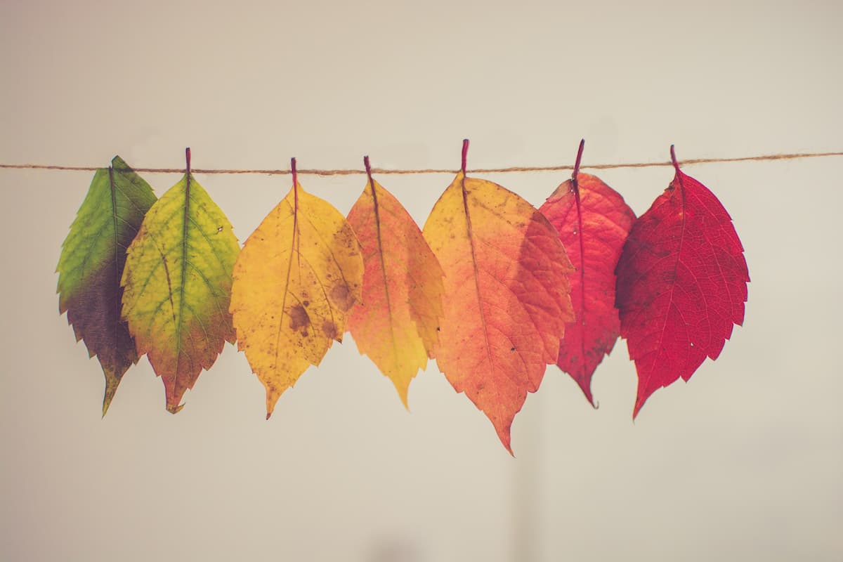 The Best Autumn Plants to Beautify Your Garden