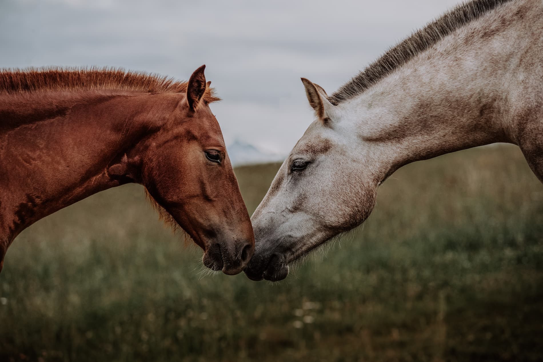 Fincas en Venta con Establos para Caballos en Cataluña