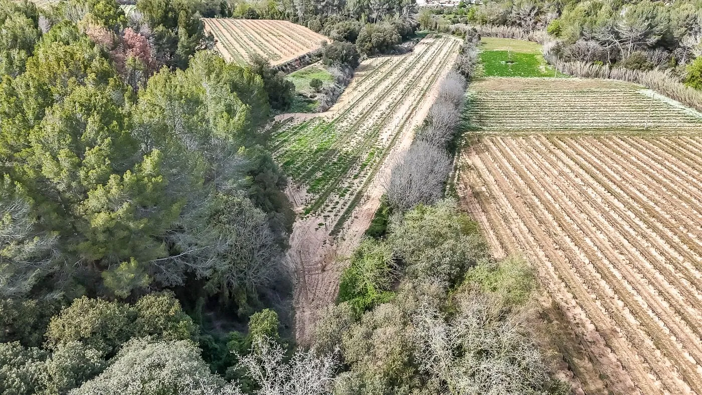 4564 - Masía a reformar con viña en Sant Martí Sarroca