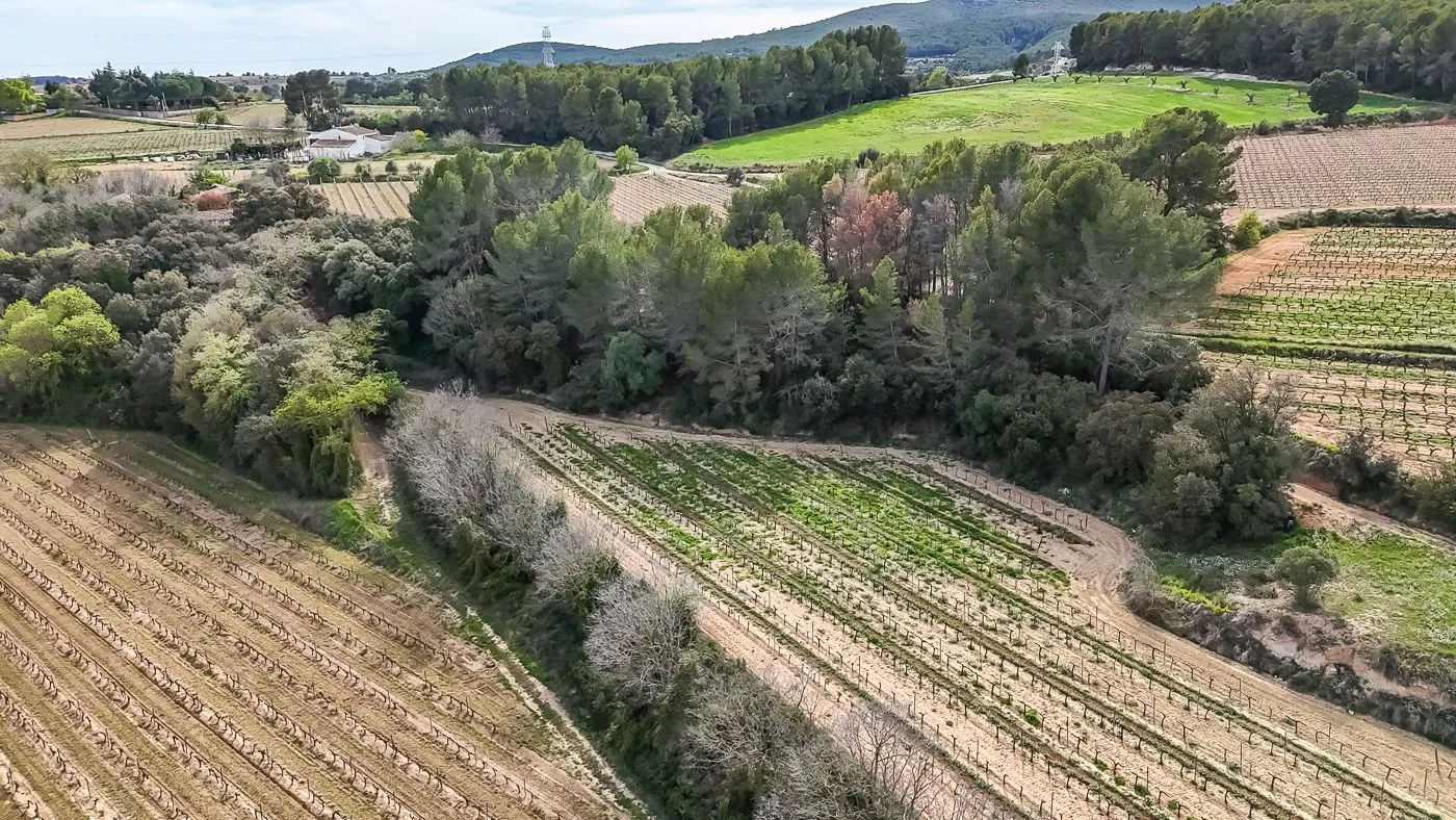4564 - Masía a reformar con viña en Sant Martí Sarroca