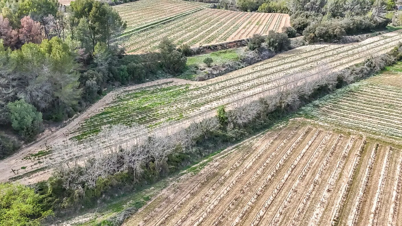 4564 - Masía a reformar con viña en Sant Martí Sarroca