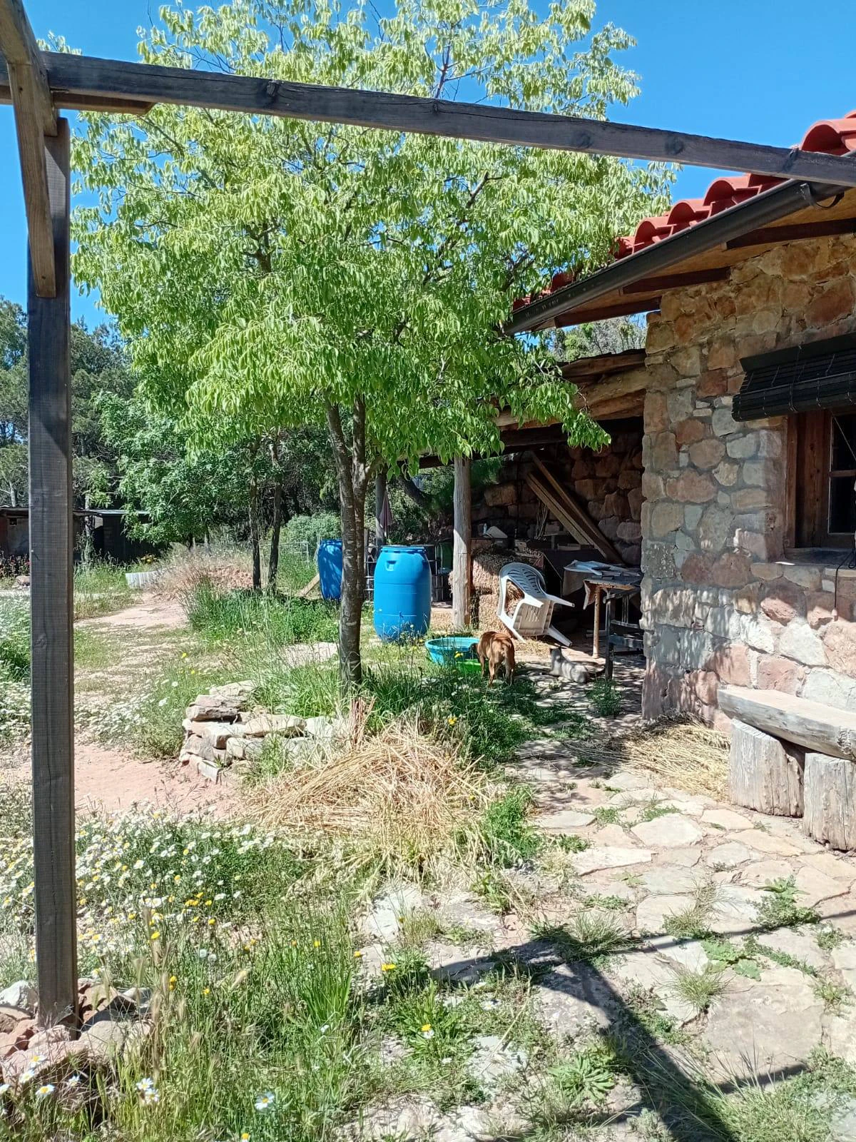 5478 - Finca amb masia a reformar a Argençola