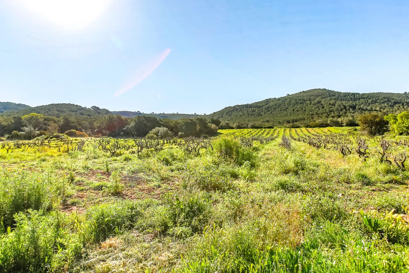 8749 - Masía con licencia turística en venta en Vila-Rodona