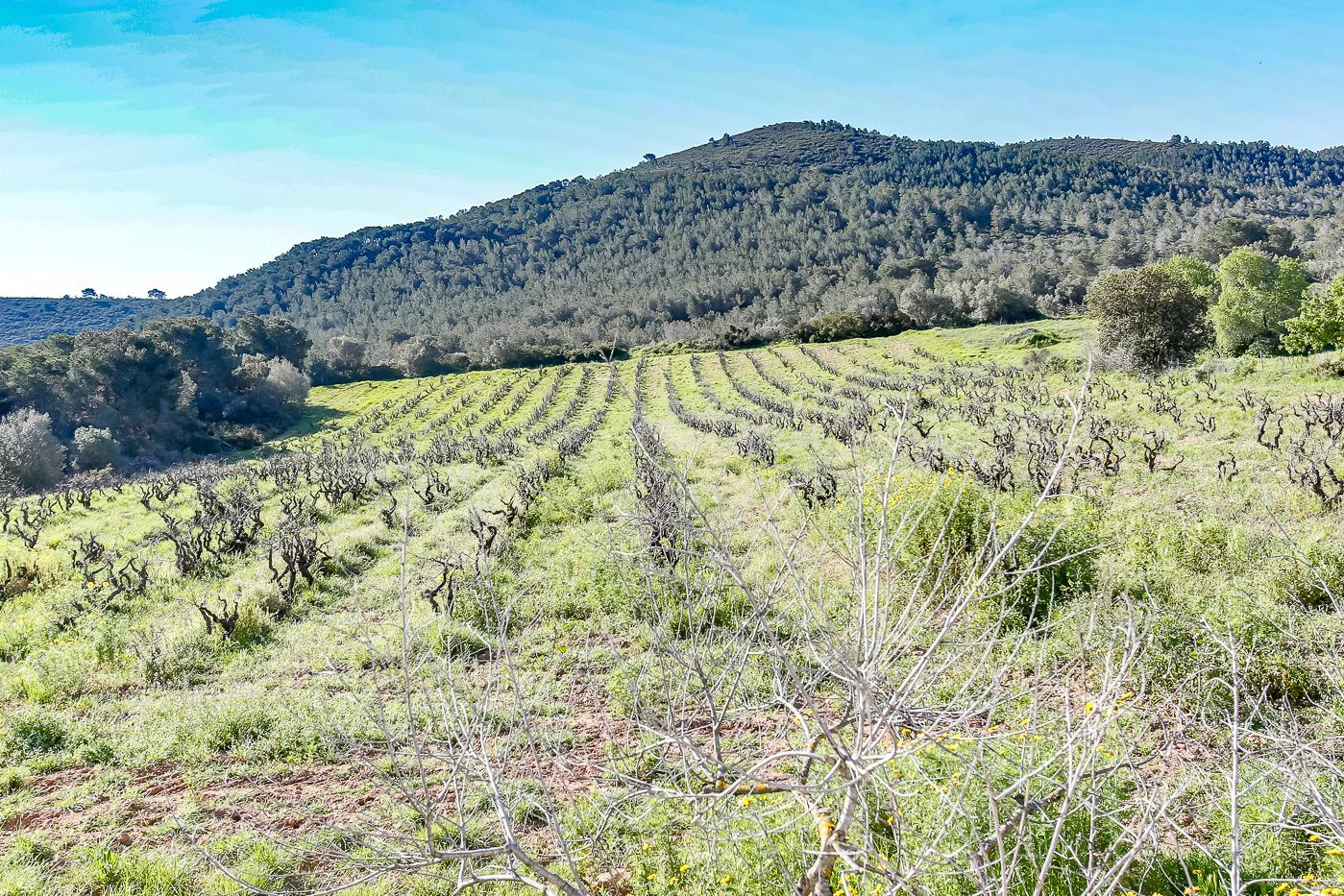 8749 - Masía con licencia turística en venta en Vila-Rodona