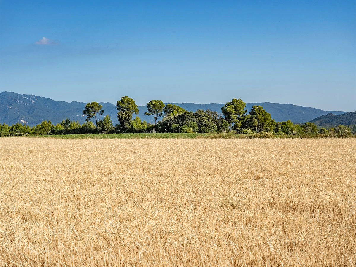 1645 - Masia para rehabilitar en el Empordà con 12 hectáreas de cultivo y 9 ha de bosque
