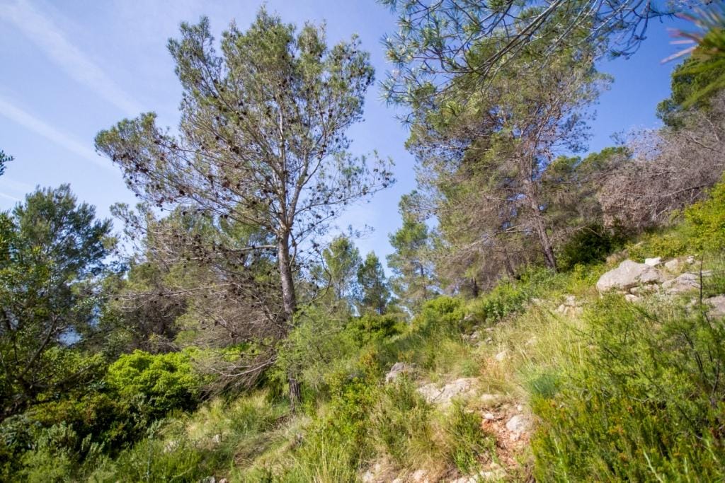 Parcela en Murla con bonitas vistas