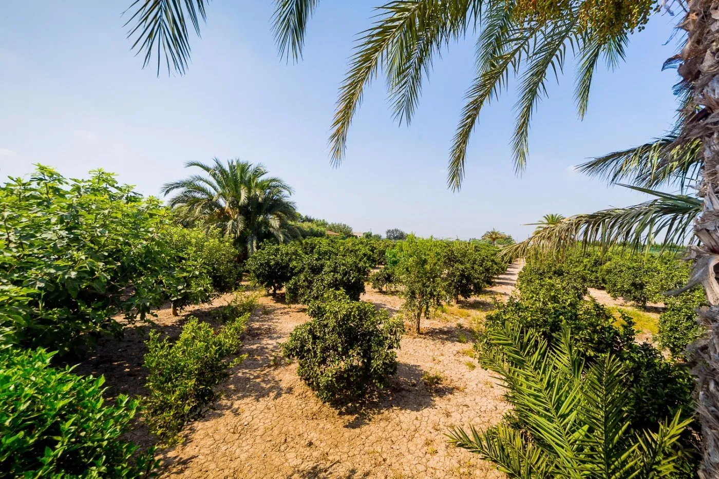 Country house for sale in Almoradi