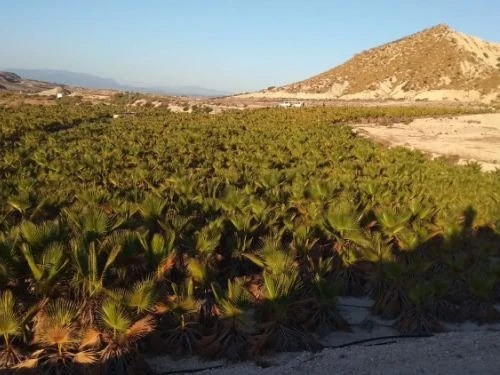 3440-06871 - TERRENO con BALSA en Las CHinchillanas – FORTUNA (MURCIA)