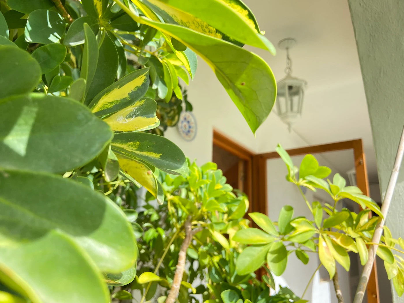 VILLA EN VENTA EN PEDREGUER