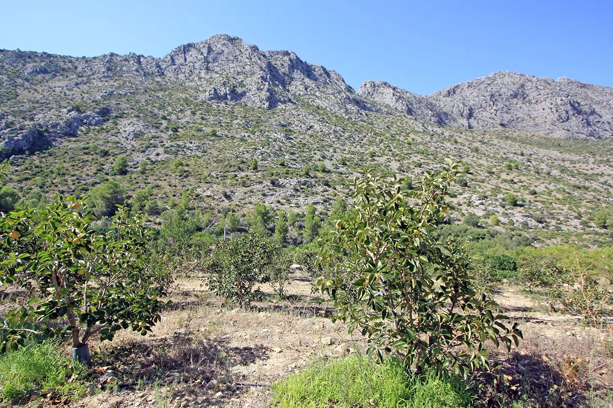Formidable plot for sale in Beniarbeig