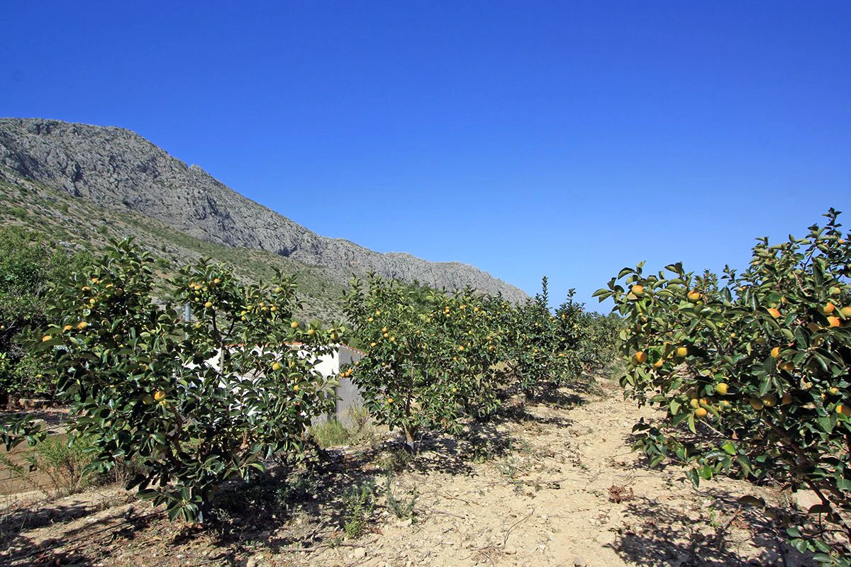 Formidable plot for sale in Beniarbeig