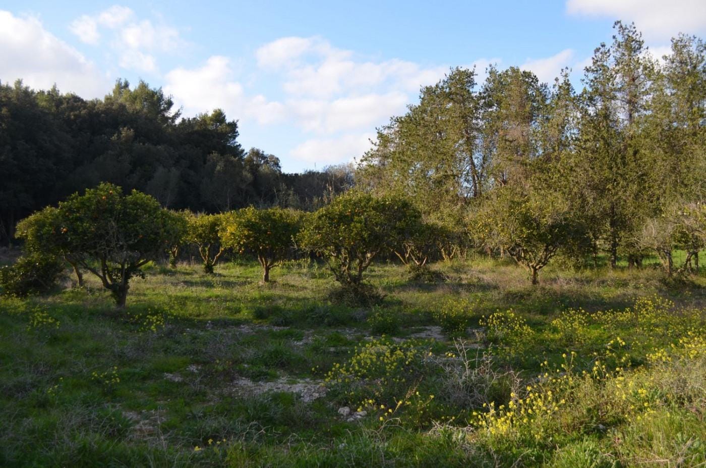 Finca rústica en Venta en Sant Llorenç des Cardassar, BALEARES