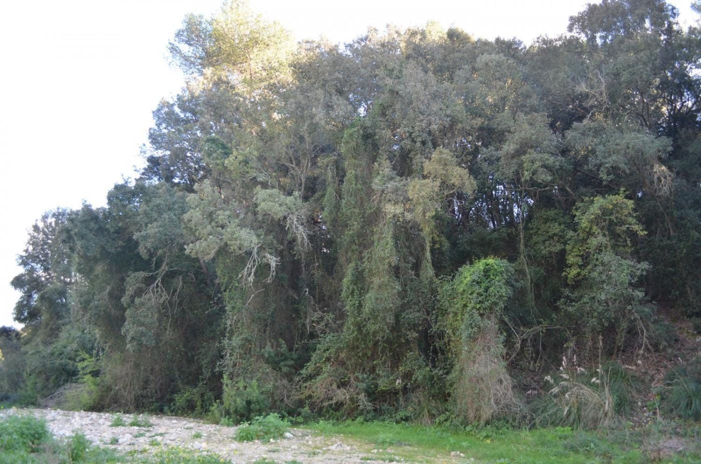 Finca rústica en Venta en Sant Llorenç des Cardassar, BALEARES