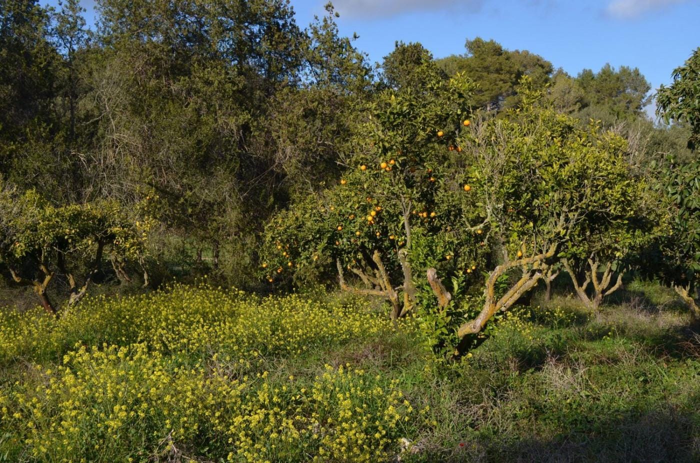 Finca rústica en Venta en Sant Llorenç des Cardassar, BALEARES
