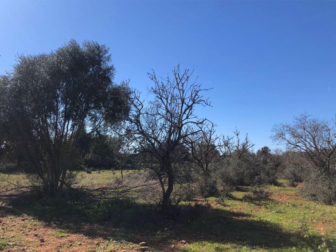 Terreno rural en Venta en Porreres, BALEARES