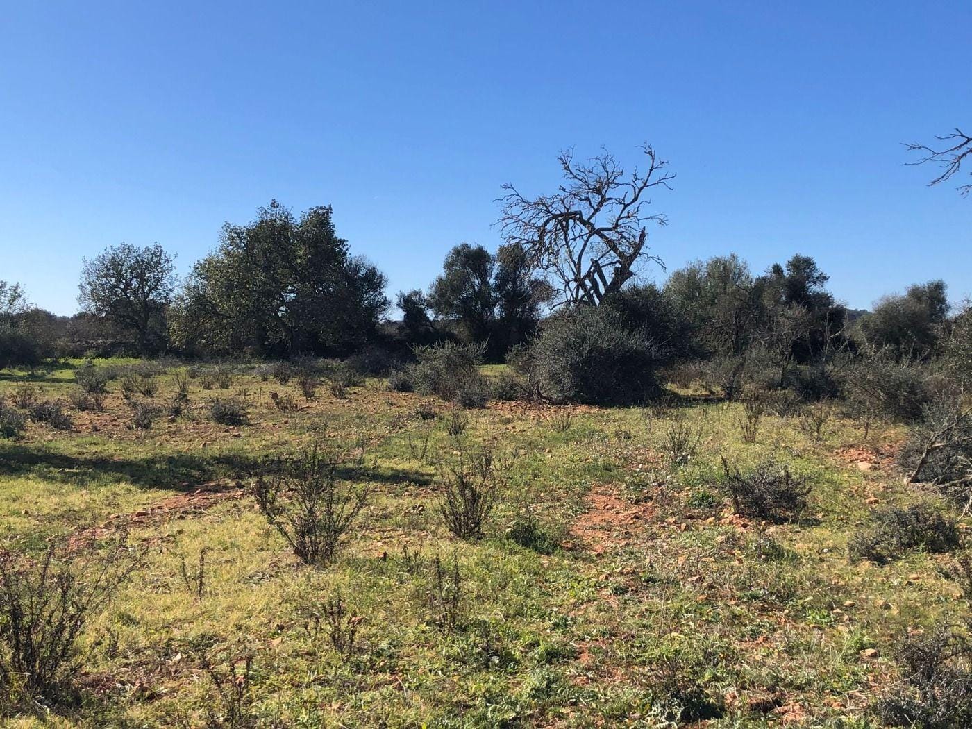 Terreno rural en Venta en Porreres, BALEARES