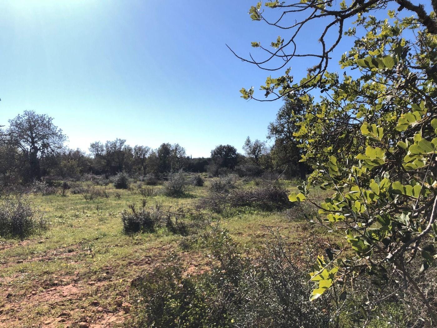Terreno rural en Venta en Porreres, BALEARES