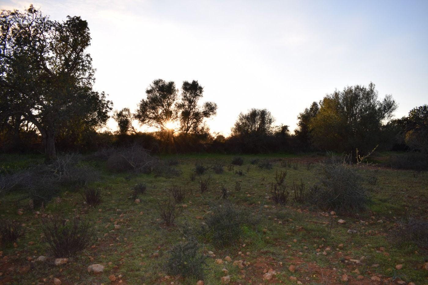 Terreno rural en Venta en Porreres, BALEARES