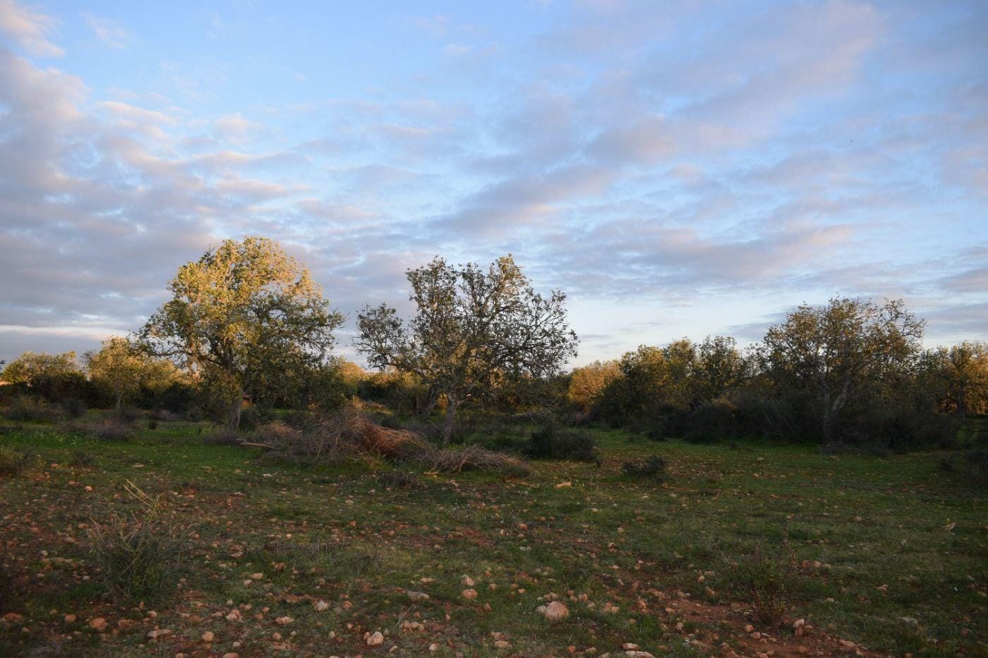 Terreno rural en Venta en Porreres, BALEARES