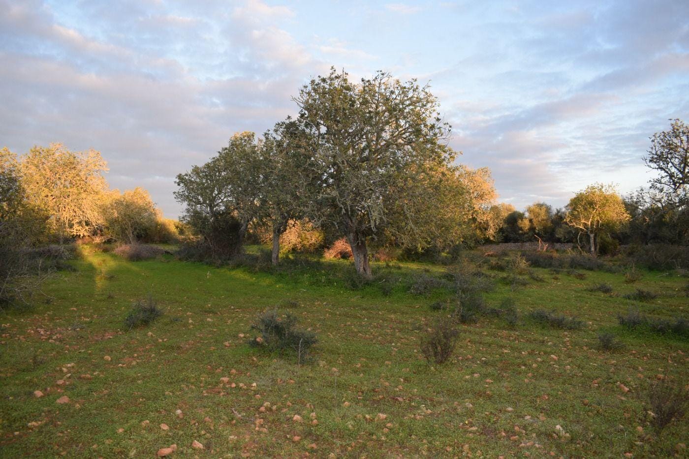 Terreno rural en Venta en Porreres, BALEARES