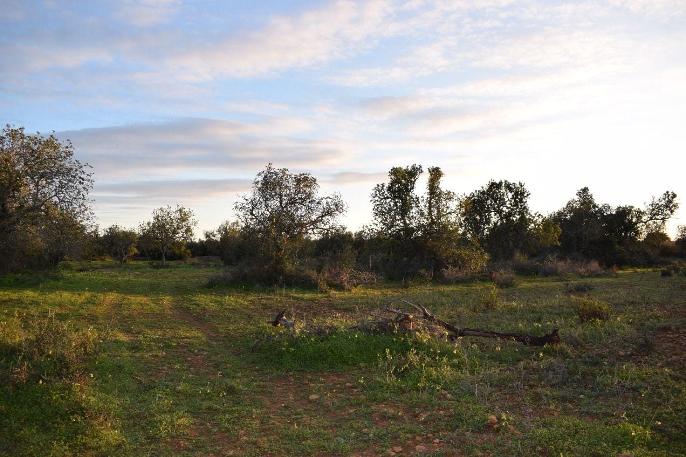 Terreno rural en Venta en Porreres, BALEARES