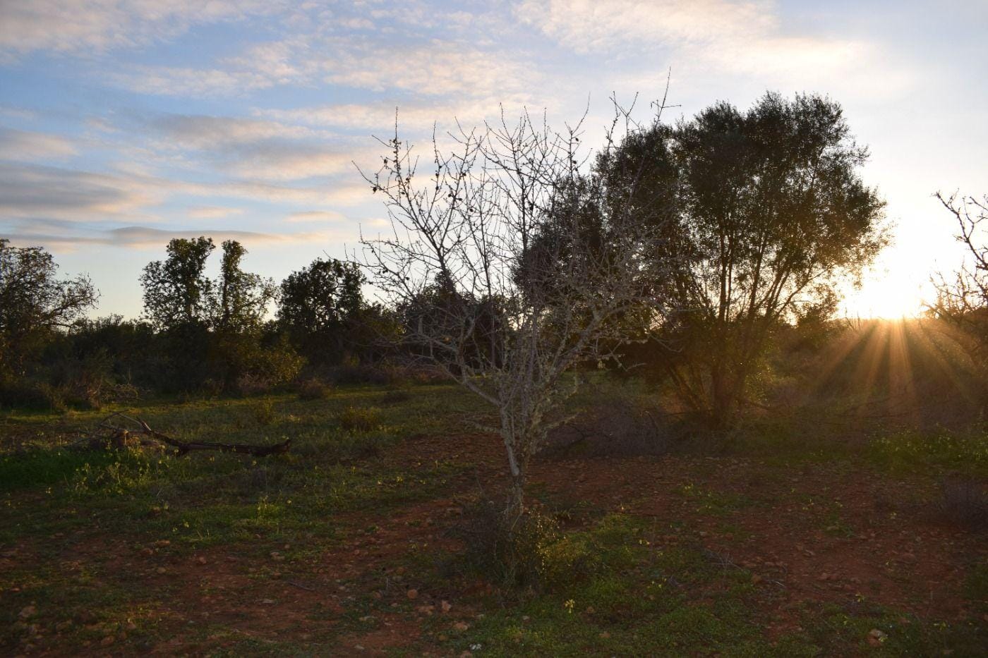 Terreno rural en Venta en Porreres, BALEARES