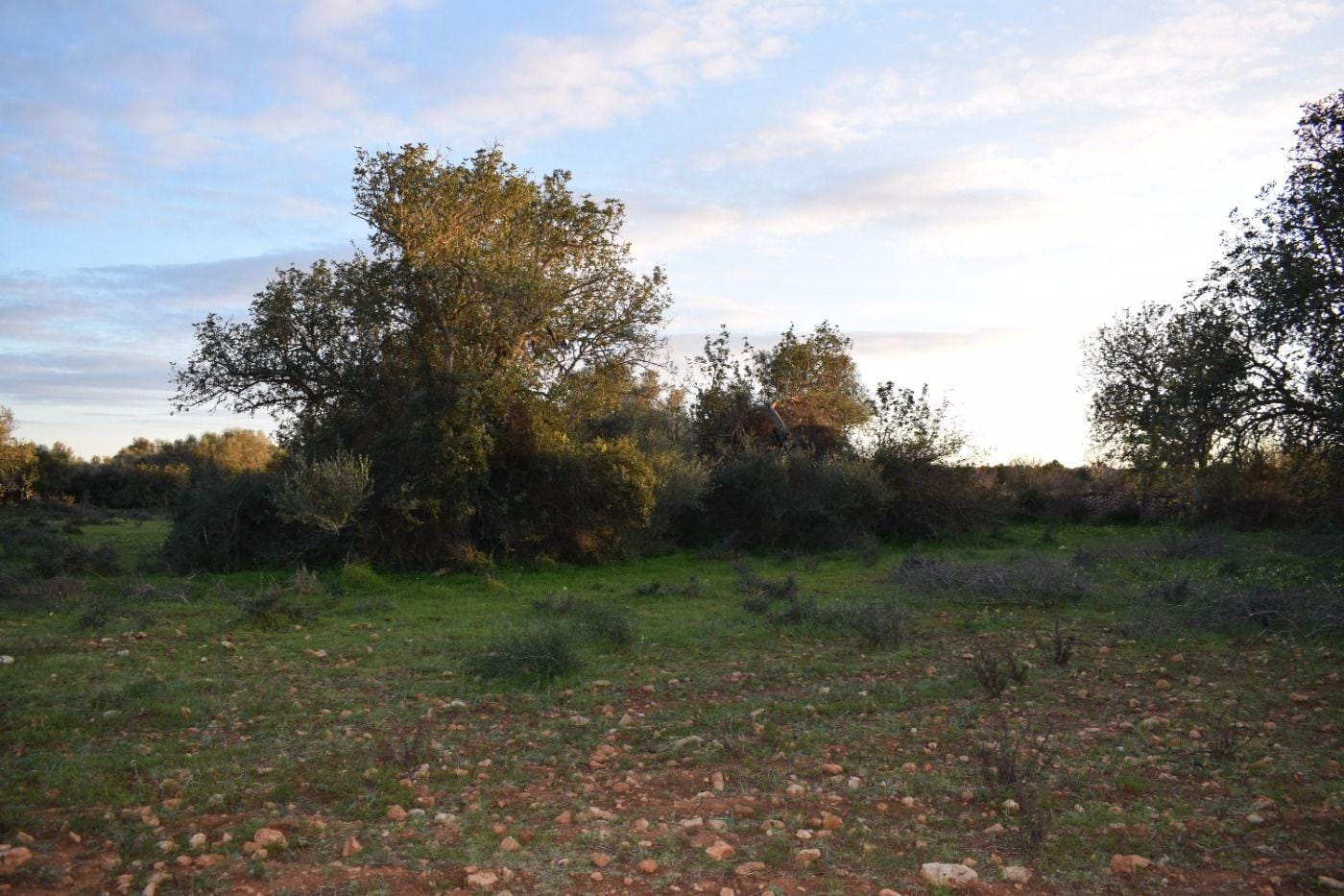 Terreno rural en Venta en Porreres, BALEARES