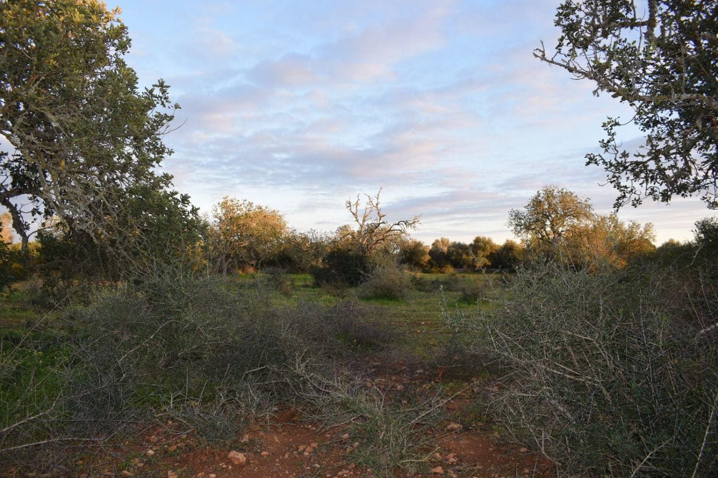 Terreno rural en Venta en Porreres, BALEARES