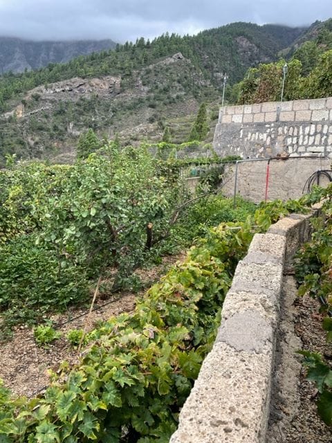 Se vende Finca en los altos de Guimar
