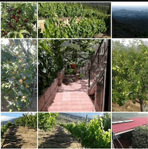 Se vende Finca en los altos de Guimar