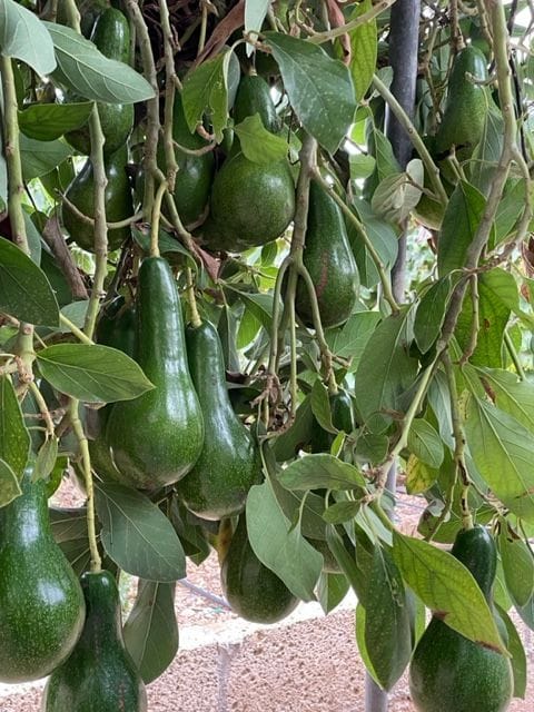 Se vende Finca en los altos de Guimar