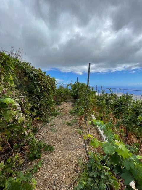 Se vende Finca en los altos de Guimar