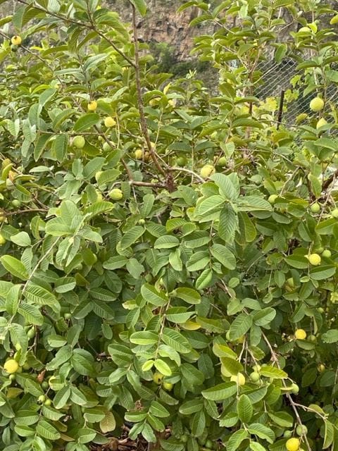 Se vende Finca en los altos de Guimar