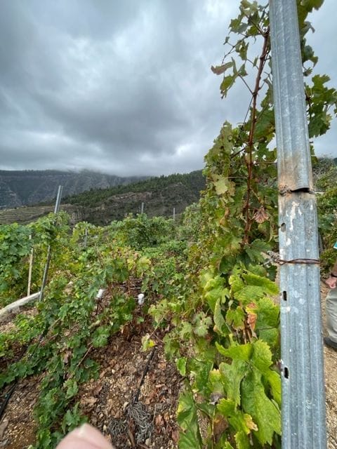 Se vende Finca en los altos de Guimar
