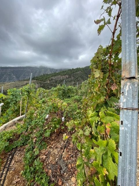 Se vende Finca en los altos de Guimar