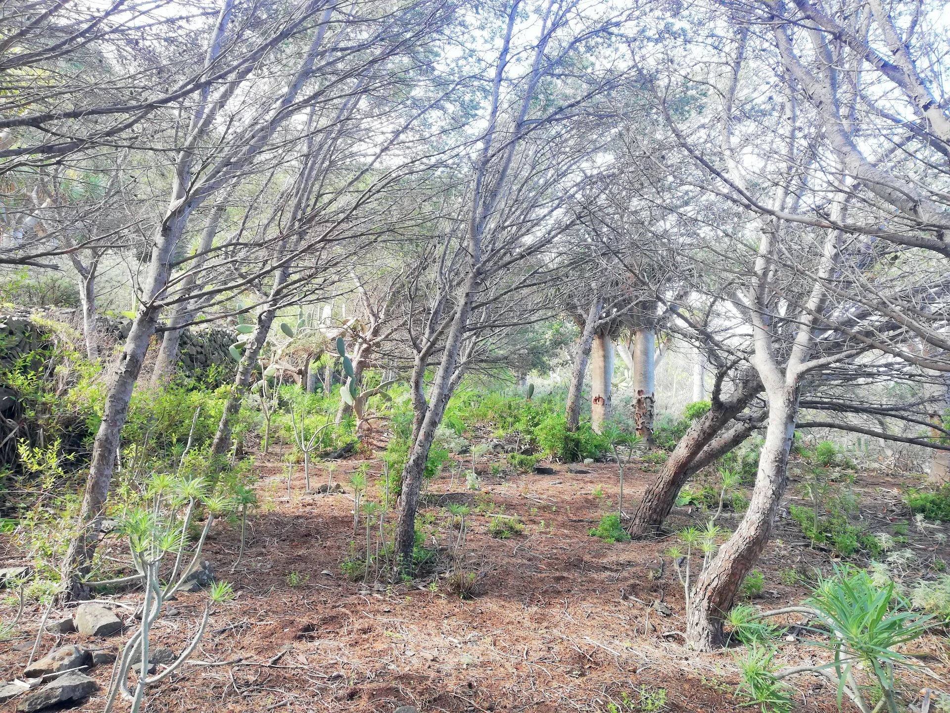 Finca in Monte de Bajamar