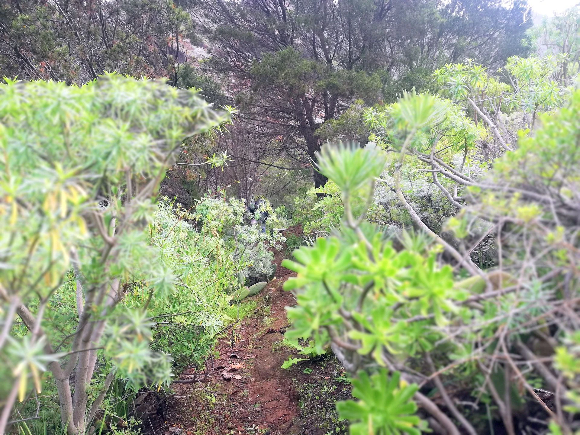Finca in Monte de Bajamar