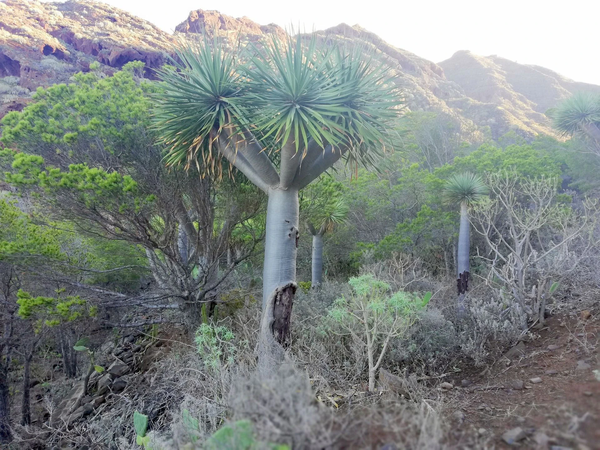 Finca in Monte de Bajamar