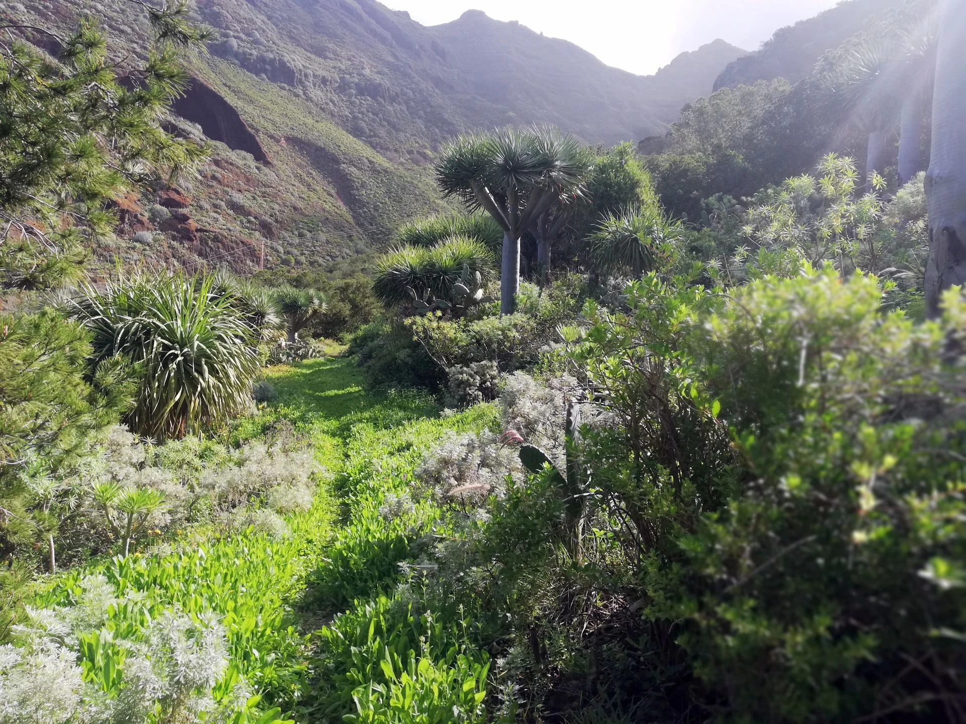 Finca in Monte de Bajamar