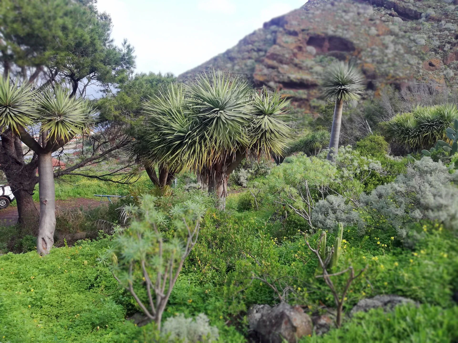 Finca in Monte de Bajamar