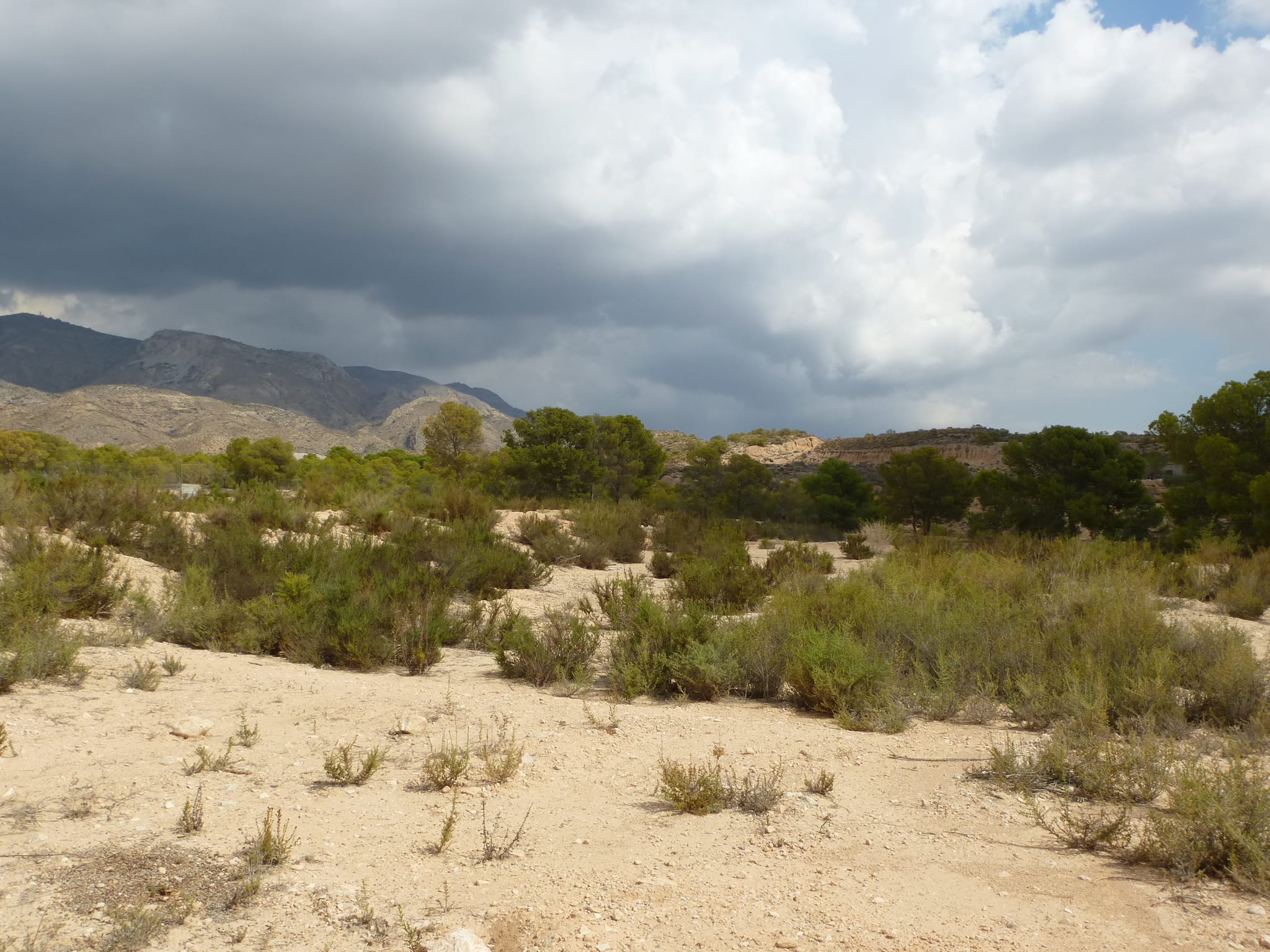 For Sale. Plot in Crevillente