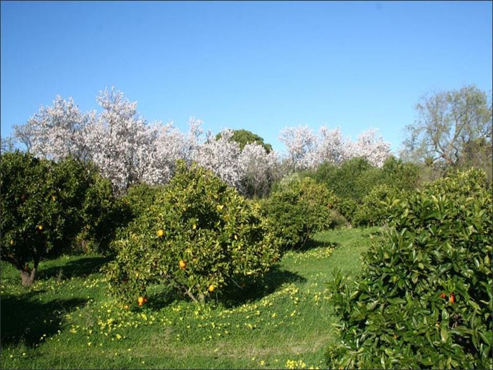 For Sale. Villa in Denia