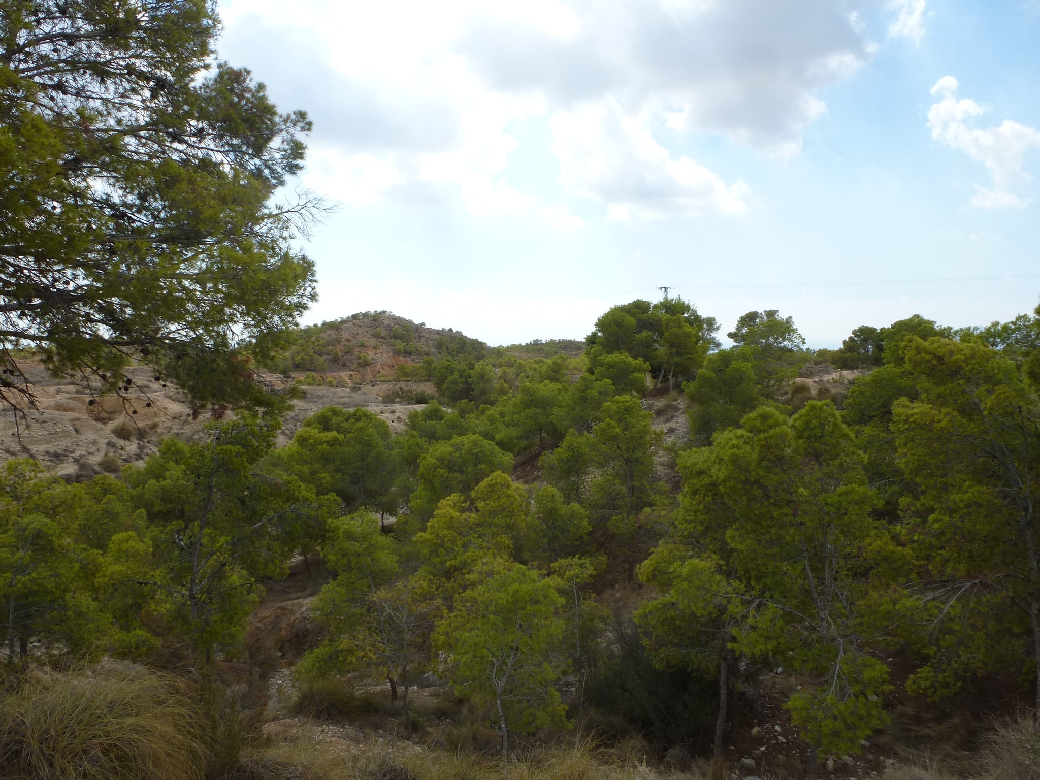 For Sale. Plot in Crevillente