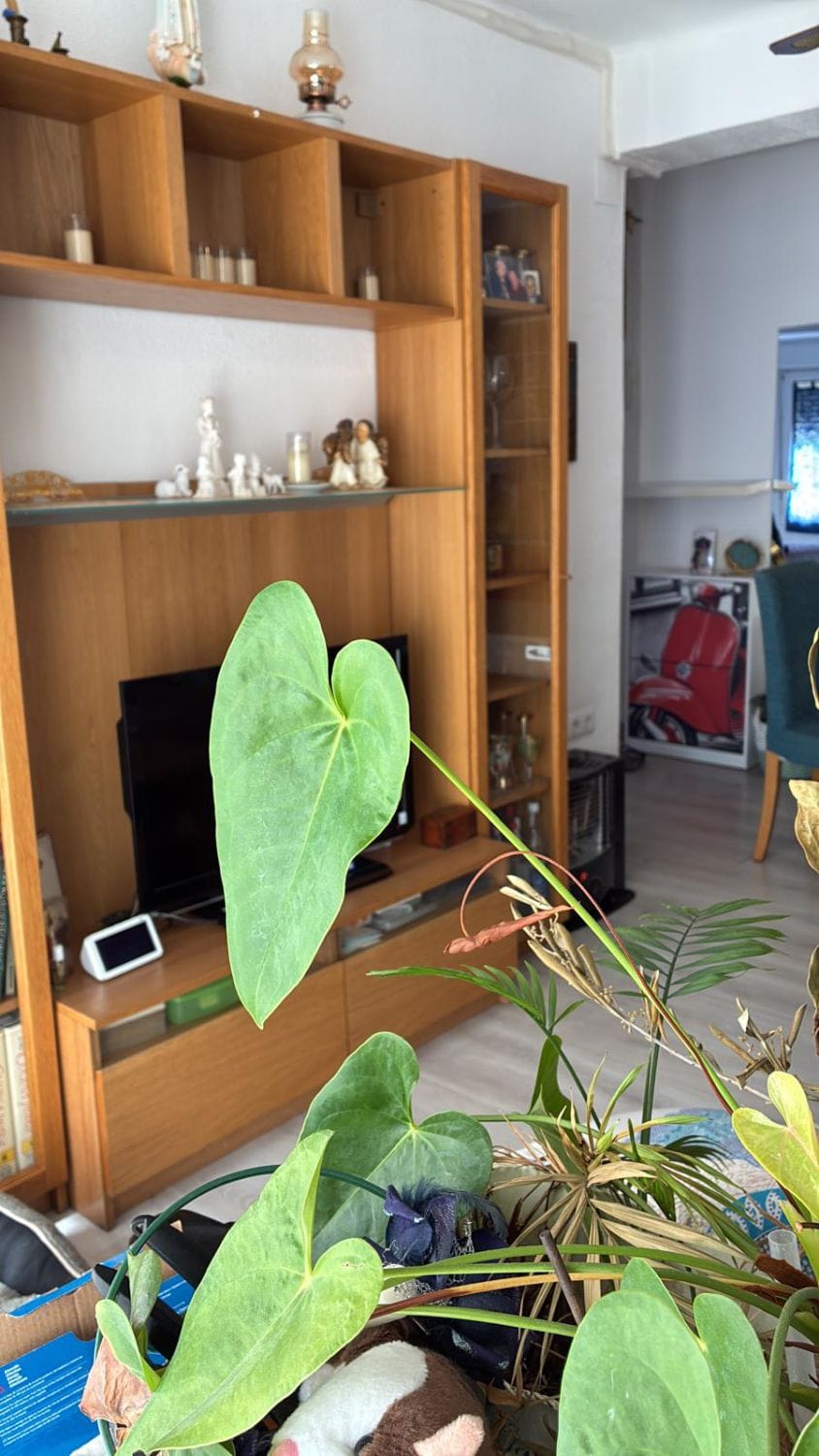 Apartment zum verkauf in Denia