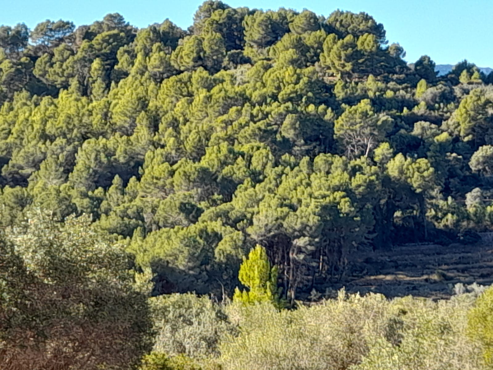 Land for sale in Benidoleig