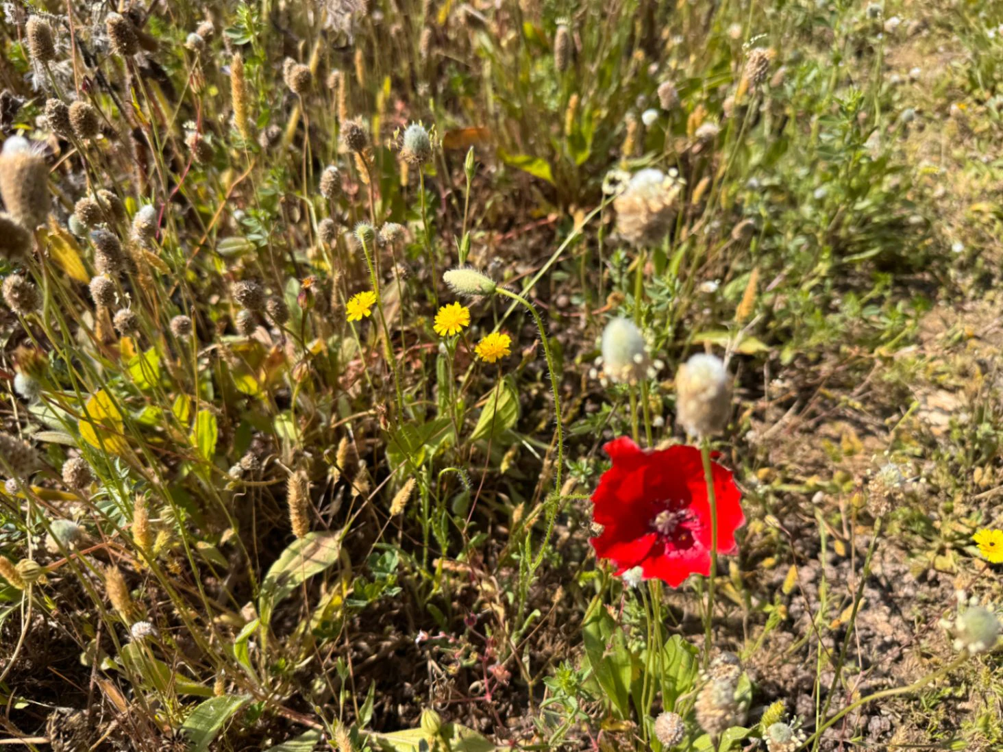 P0355 - Large plot for sale in Benissa 10,300 m² – Flat, sunny and perfect for a country house