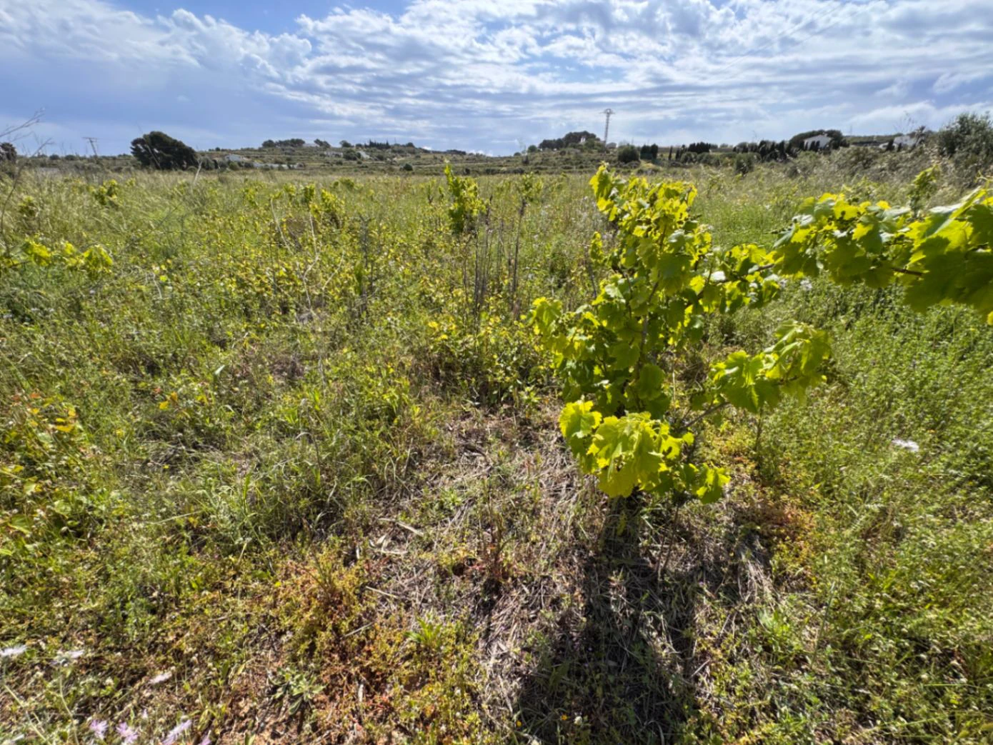 P0355 - Großes Grundstück zum Verkauf in Benissa 10.300 m² – eben, sonnig und ideal für ein Landhaus