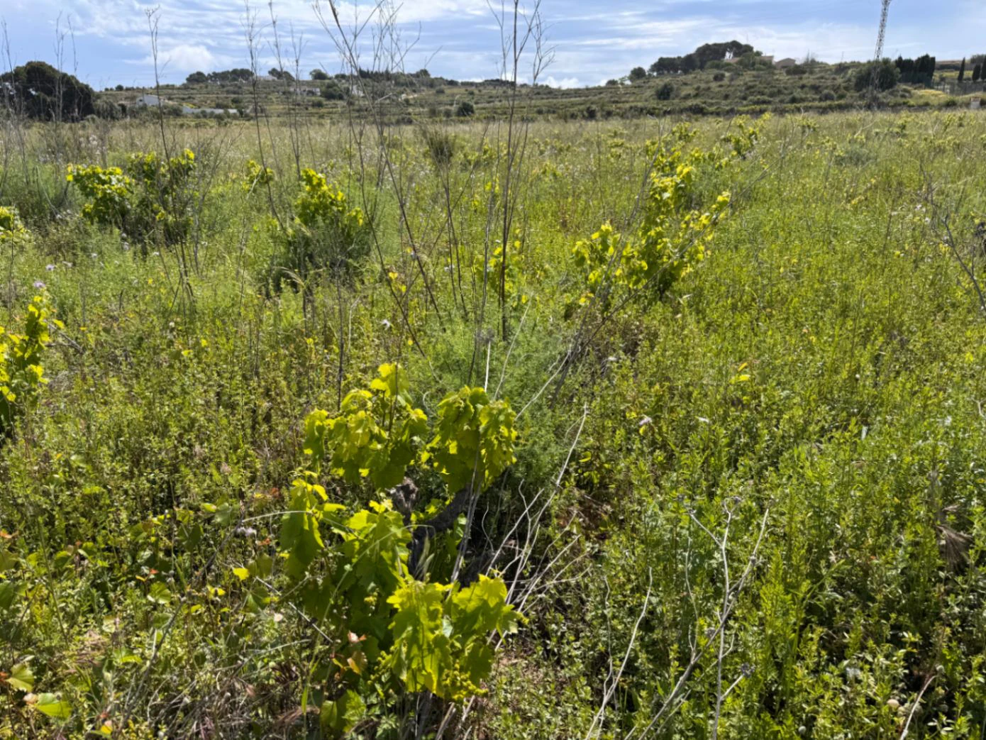 P0355 - Großes Grundstück zum Verkauf in Benissa 10.300 m² – eben, sonnig und ideal für ein Landhaus