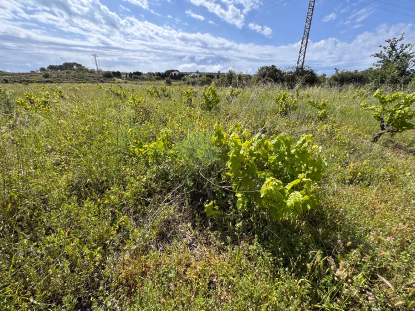 P0355 - Großes Grundstück zum Verkauf in Benissa 10.300 m² – eben, sonnig und ideal für ein Landhaus