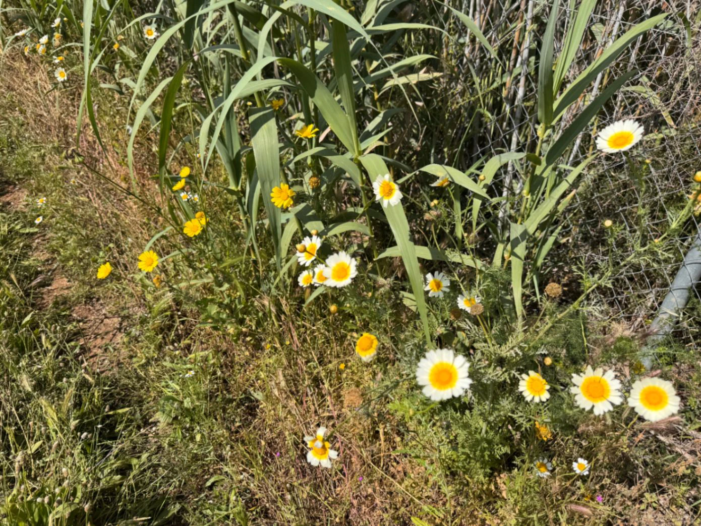 P0355 - Großes Grundstück zum Verkauf in Benissa 10.300 m² – eben, sonnig und ideal für ein Landhaus